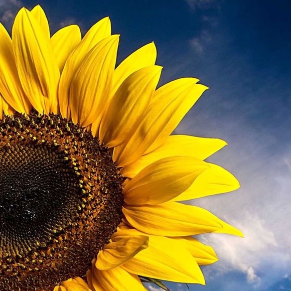 sunflowers_7278